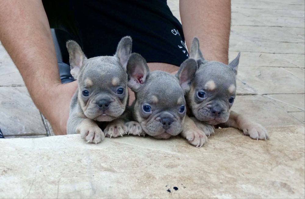 Френски булдог; Frenchies