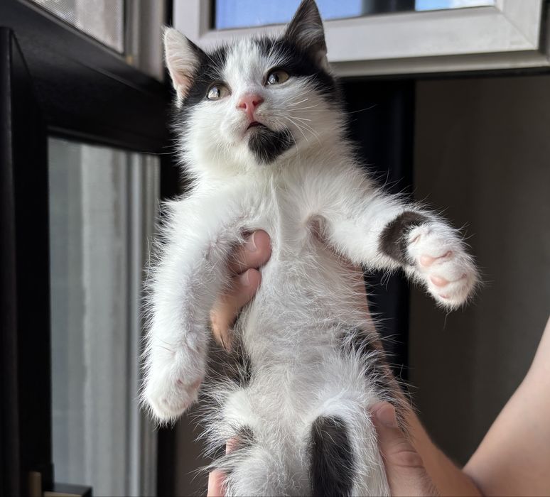 Котенок в добрые руки!