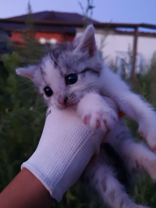 Котенок, девочка.