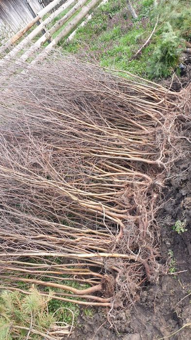 puieți  salcâm la preț bun.