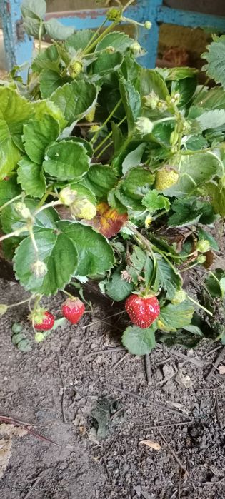 Продам дачу в чистом районе.  Трасса остановки.