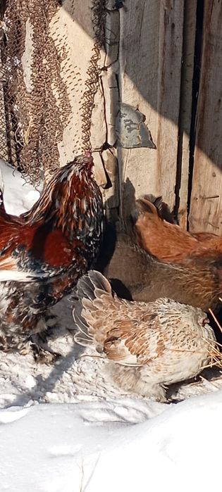 Яйца кур инкубационные