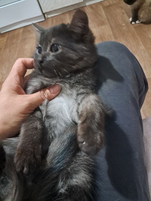 Котята, мальчики, все кушают