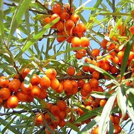 Продам дачный участок (дача)