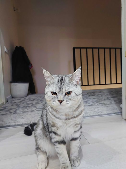 Вязка. Британский кот. Шиншилла