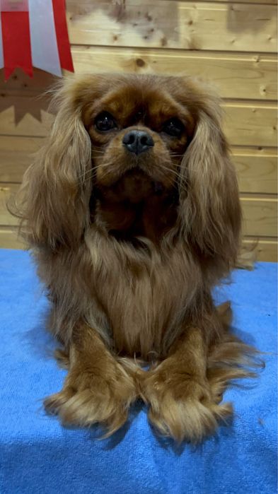 Кавалер кинг чарльз спаниель