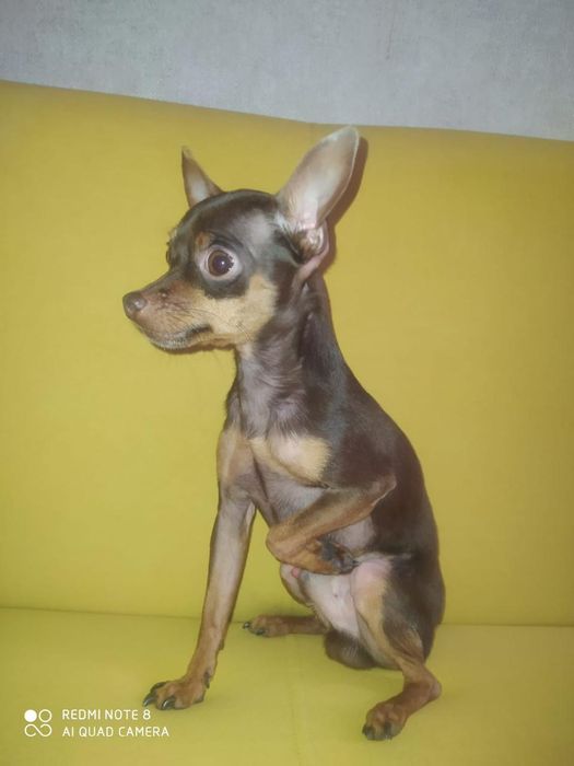 Той терьер ищет девочку