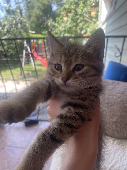 котята бесплатно