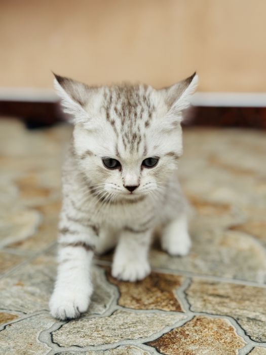 Серебристый шиншилла