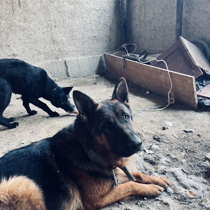 Собака собака овчаркаккк