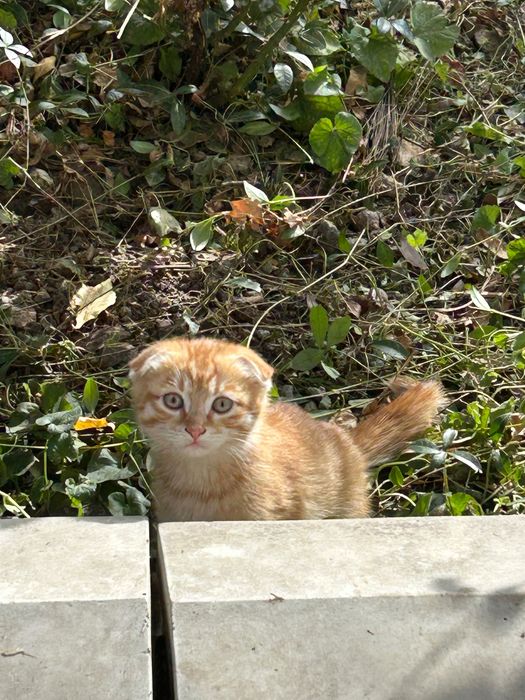 Котята бесплатно