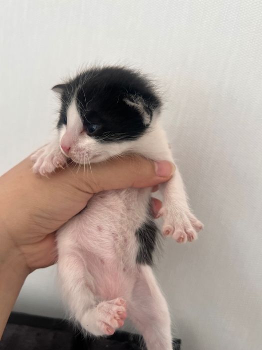 Маленькие котята