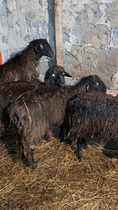 қой тоқтылар сатамын