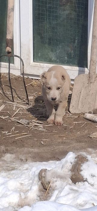 Тобет күшіктер сатылады