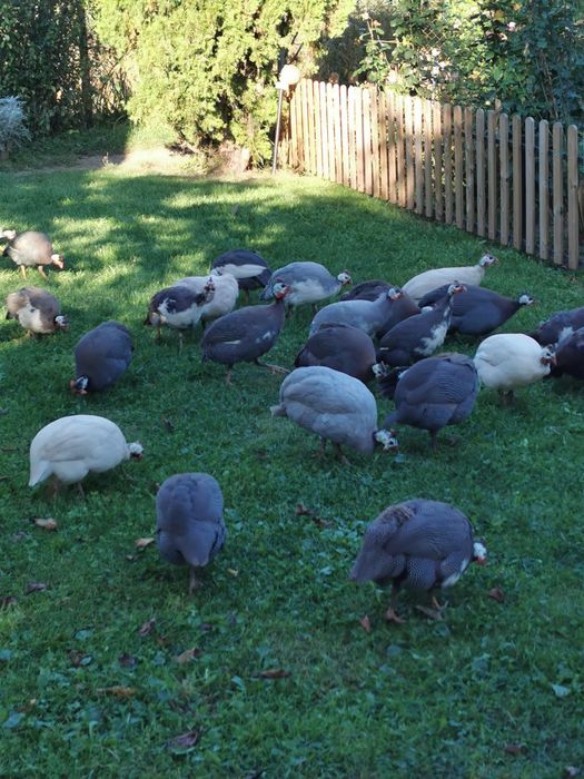 Vand bibilici de casa