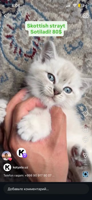 Продаются шотландские белые котята (мальчики)