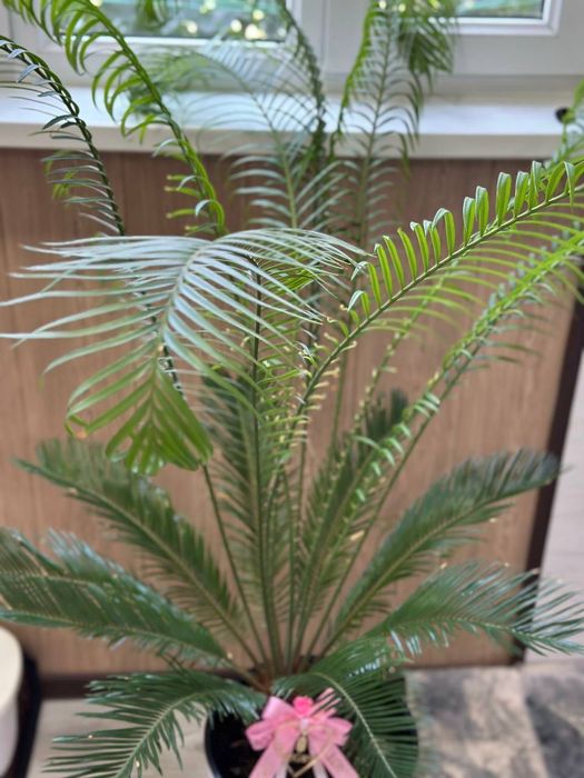 Декоративный живой цветок