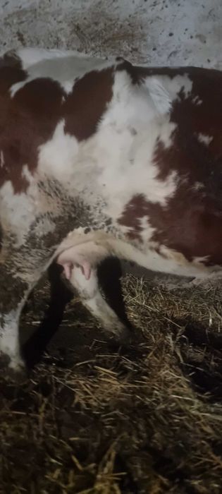 Vand  juninca gestanta!