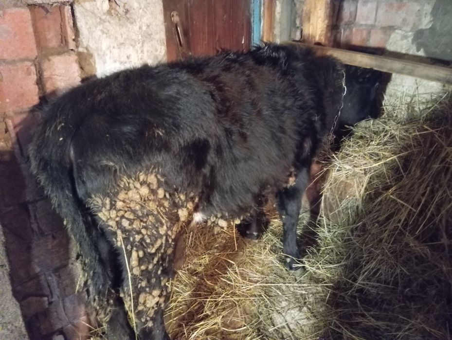 Продам телят  бычек две телочки