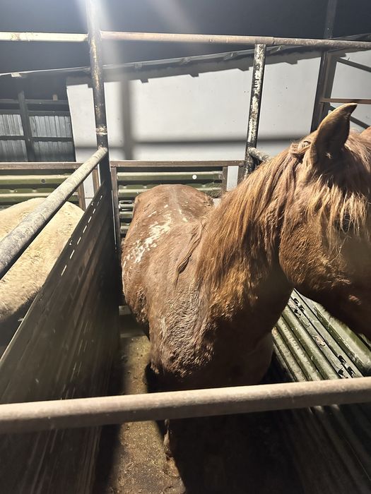 Семы ат сатылады