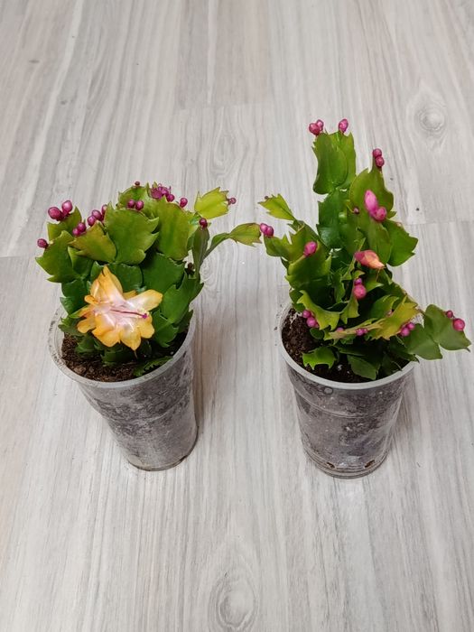 В продаже комнатные цветы