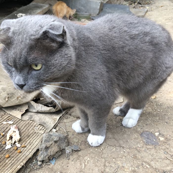 Животные . Кошки.