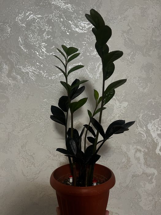 Комнотные цветы  8 марта