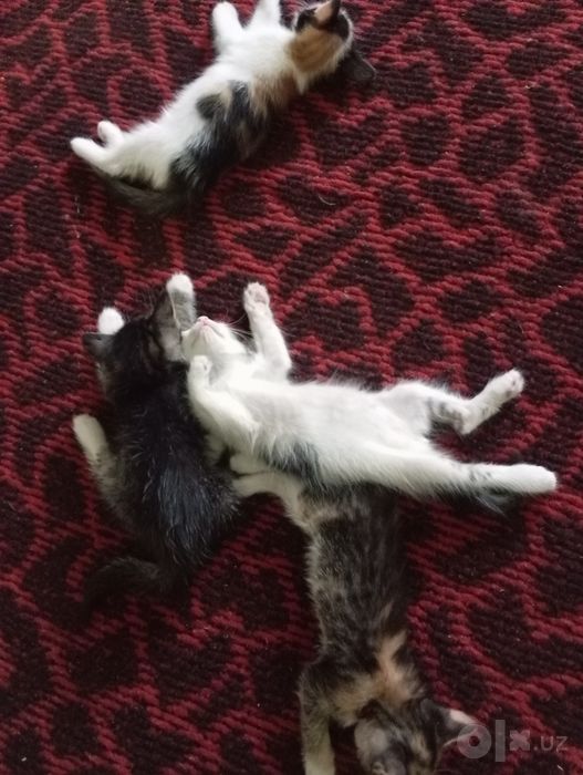 Pshik bor bepul yakshi kolarga beraman