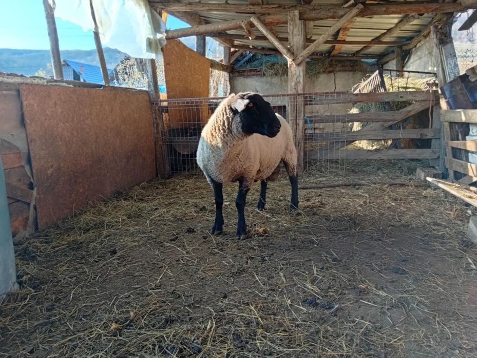 De vânzare berbec suffolk