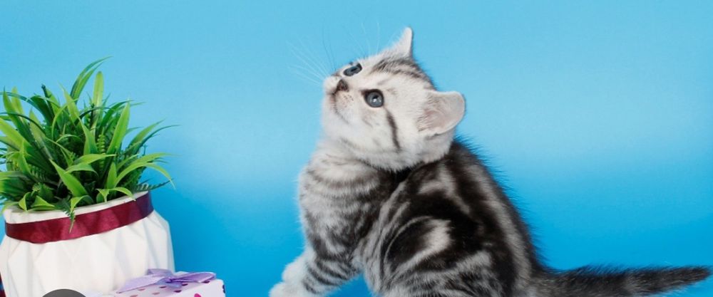 Британские котята