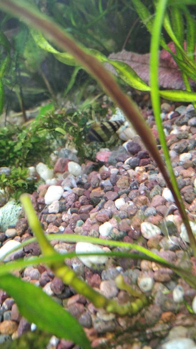 Продам хищных улиток - Хелена