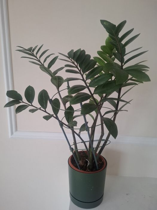 Продаю комнатные цветы