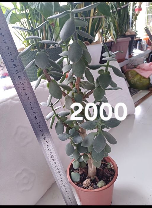 Комнотныйе цветы толстяньки