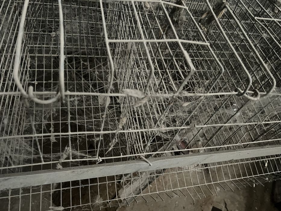 Katta tovuq boqish uchun setka 48tovuq uchun