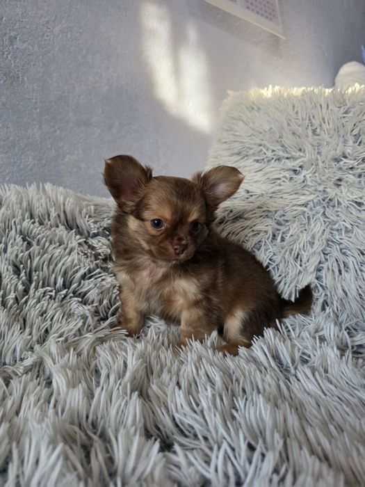 чихуа-хуа момченце