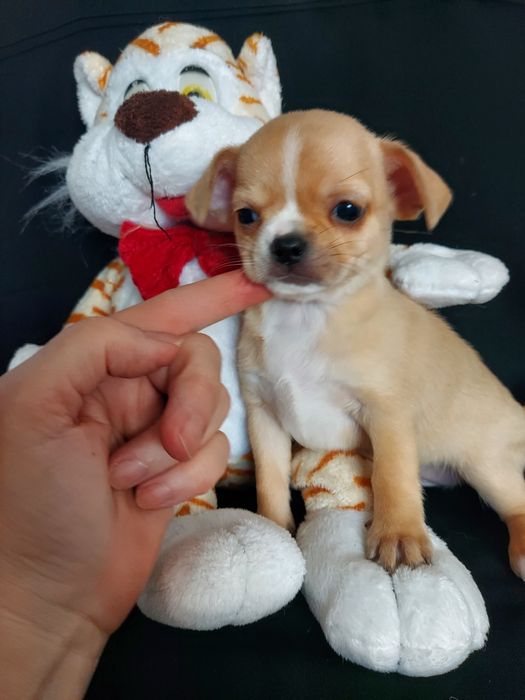 Продаю щенка чихуахуа