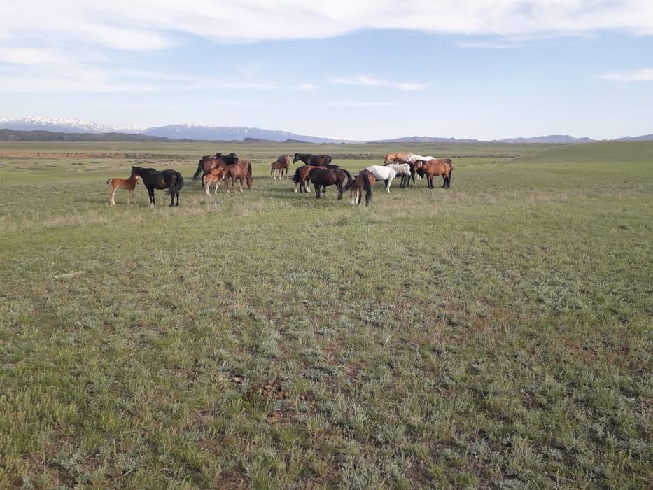 50 бас буаз биелер сатылады