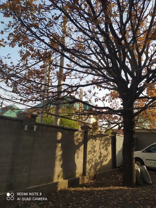 Дуб дерево на спил. 200 000 тенге.