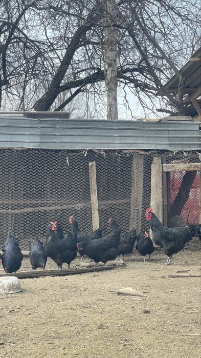 Джерси гигант жумырткасы