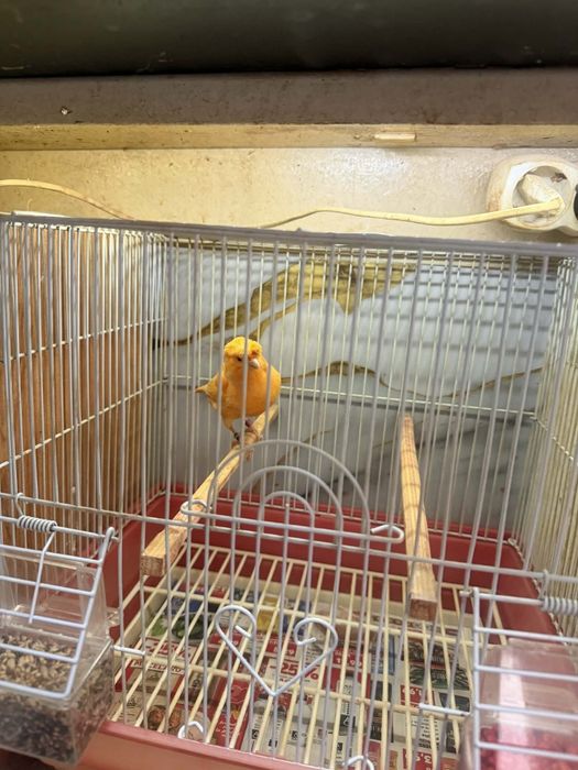 Canari de vînzare inelați la furie 2024 - 2025