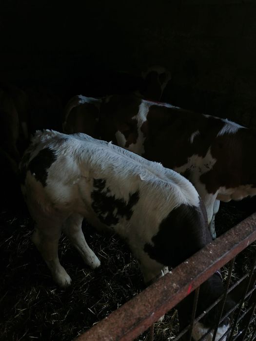 Vând viței încărcați