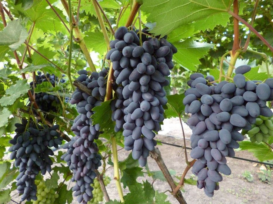 Gigant ( Сагдиана сугдиёна ) 1 va 2 yoshli  Uzum kuchatlari bor