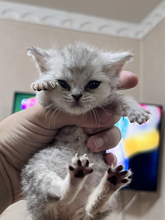 Продается котенок в хорошие руки)