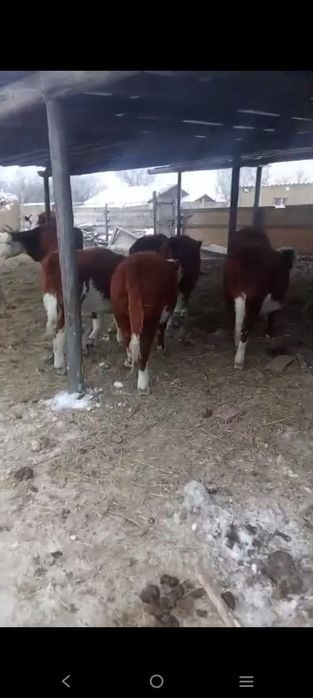 Қызыл қасқа, подсос