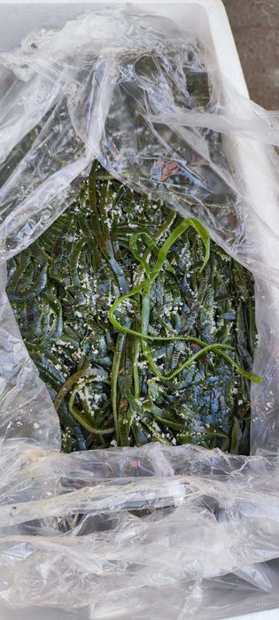 Морская капуста (соленая)