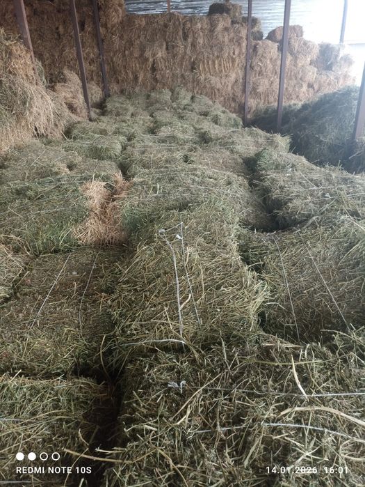 Сено люцерна 2025 г.с