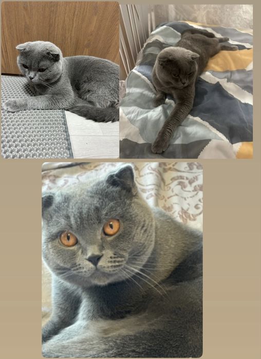 Вислоухий котик