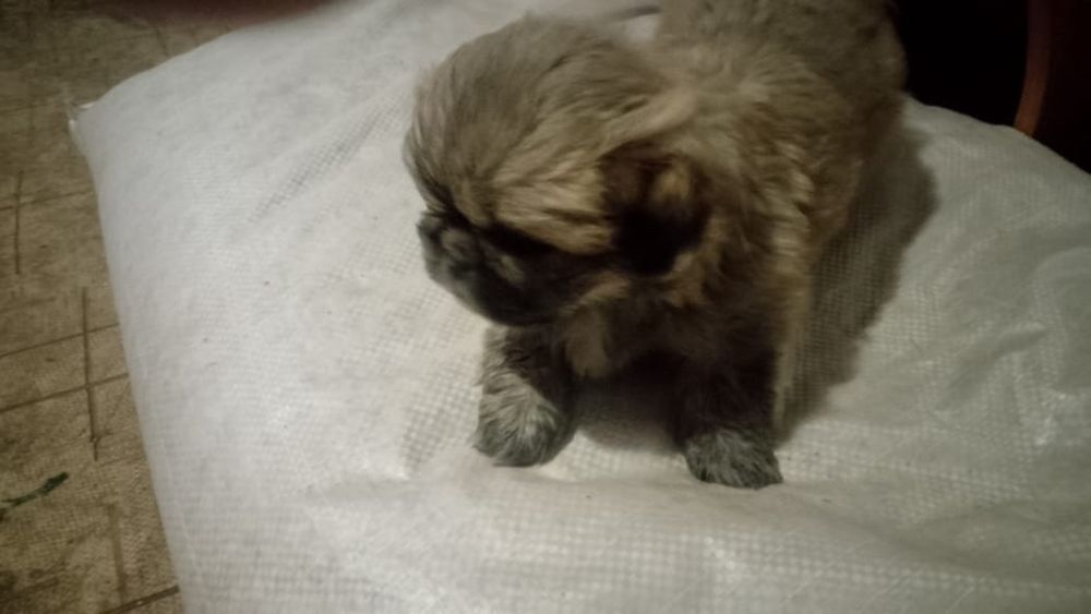 Продам щенка пекинеса