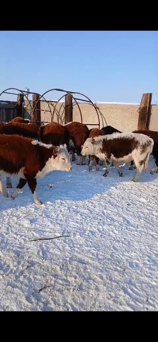 Продам подсосных бычков и телят