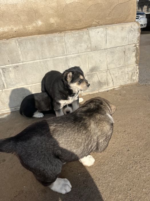 Қазақы төбет күшіктері